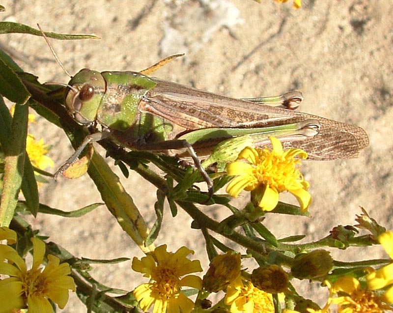 Locusta migratoria